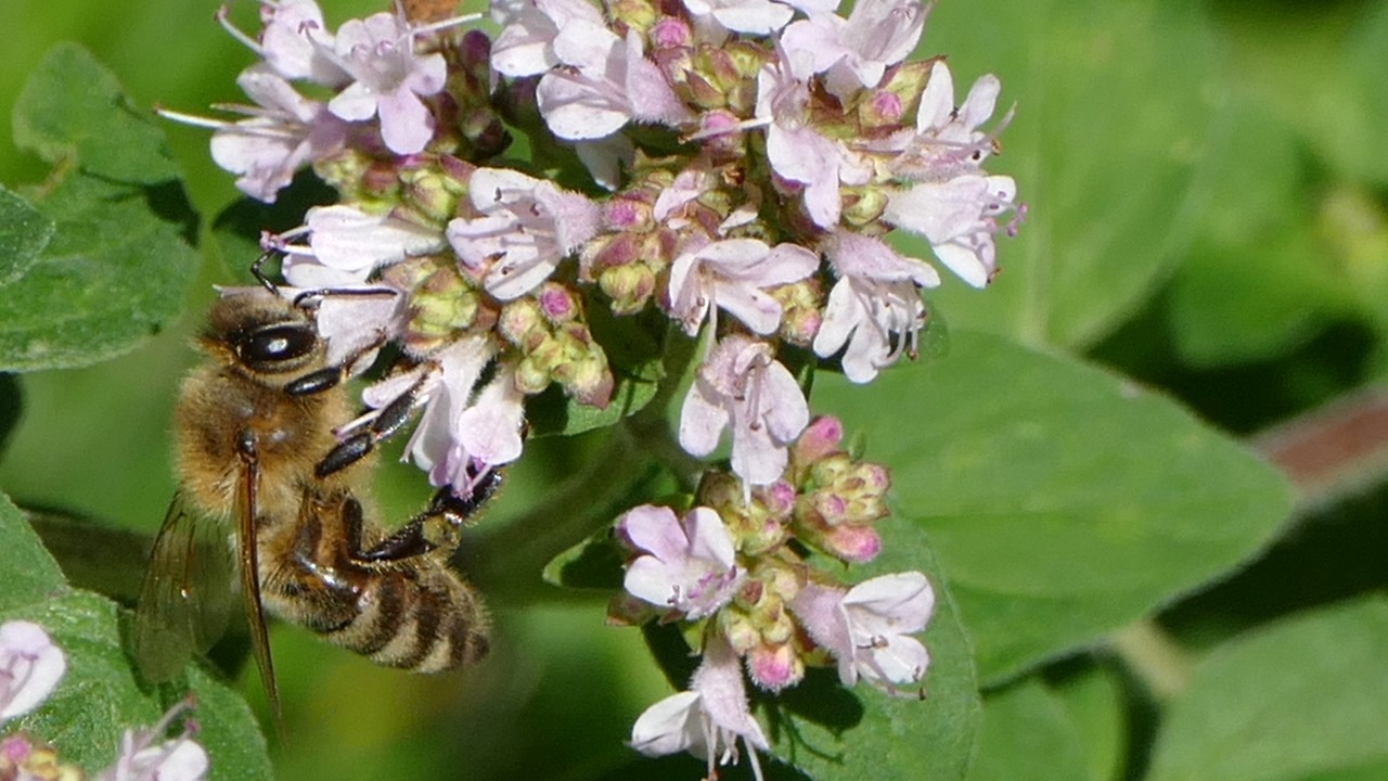 Oregana mit Biene